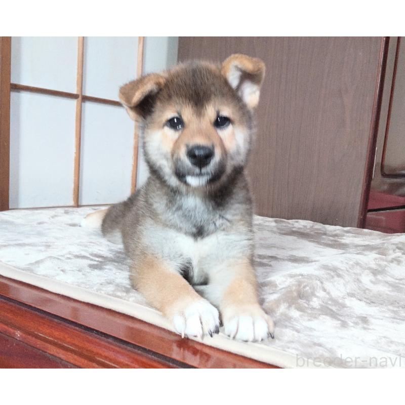 成約済の秋田県の柴犬-396400の3枚目